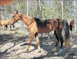  ??  ?? DESPERATE STATE: This photo of a sickly-looking horse accompanie­d the Facebook post, right, showing rescued horses in an emaciated condition