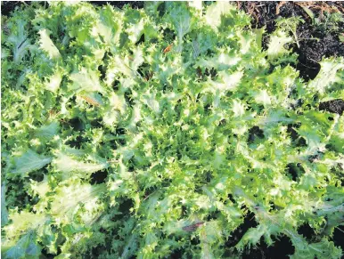  ?? HELEN CHESNUT ?? If the winter is not too harsh, hardy endive varieties will stay in good useable condition, like this plant in January.