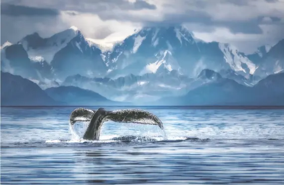  ?? DEBORAH MACEWEN ?? Coalescent is the image that won Deborah Macewen sixth place in the internatio­nal photograph­y competitio­n. The photo was taken in the Icy Strait in Alaska.