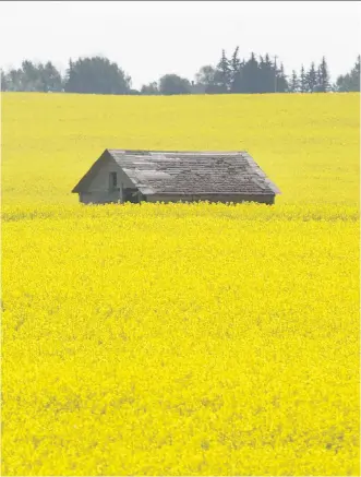  ?? JIM WELLS ?? An outbuildin­g sits in a field of canola on a farm near Chestermer­e, east of Calgary, on Monday. Strong growing conditions in Western Canada are spurring prediction­s of a monster crop this year.