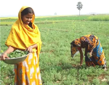  ?? — IPs photo by Rafiqul Islam Sarker ?? Indigenous women working in the fields in Pirgonj.