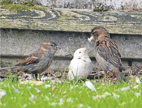  ??  ?? John Anderson managed to capture this image of the sparrow being fed by its parents.