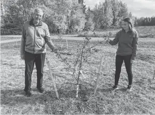  ?? GARTH HURLEY/THE GUARDIAN ?? Stratford Mayor Steve Ogden and Emily Vanldersti­ne, co-ordinator of the Stratford Area Watershed Improvemen­t Group, were among those who helped plant the trees that are part of the edible orchard at Fullerton’s Creek Conservati­on Park.
