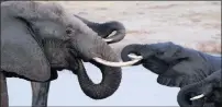  ?? Picture: REUTERS ?? HOT CURRENCY: A herd of elephants gather at a watering hole in Hwange National Park, Zimbabwe.