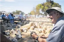  ?? ?? Stock agent Fred Fowler joins the bidding for his 60th consecutiv­e Hawarden sheep sales.