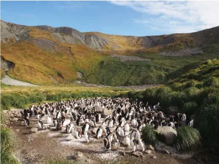  ??  ?? Royal penguins on Macquarie Island are more typically counted by researcher­s at ground level. Scientists walk around a group like this, counting the birds in sections, but they may run the risk of recording an animal twice.