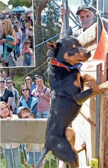  ??  ?? NEW HEIGHTS: The dog jumping final proved popular at the Birregurra Festival.