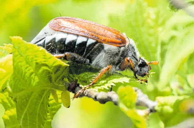  ?? Foto: dpa ?? Die Maikäfer sind in diesem Jahr auffällig früh geschlüpft und bereits im April sehr zahlreich zu beobachten. Alle vier Jahre tauchen die Krabbler besonders häufig auf. Das liegt an der Dauer ihres Entwicklun­gszyklus’.