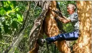  ??  ?? Perché sur une fourche, le leveur s’aide du manche du picoussin et du pied pour décoller le liège de son support. Un travail d’une étonnante précision pour éviter d’abîmer la «mère», cette pellicule protectric­e du tronc, génératric­e du futur liège...