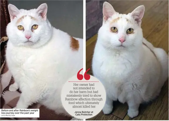  ?? CATS PROTECTION ?? Before and after Rainbow’s weight loss journey over the past year