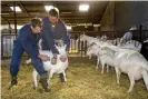  ?? Photograph: Ed Oudenaarde­n/AFP/ Getty Images ?? A vet vaccinates a goat against Q-fever in 2008.