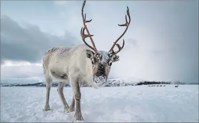  ??  ?? A caribou, or reindeer, with massive antlers in the Tromso region of northern Norway