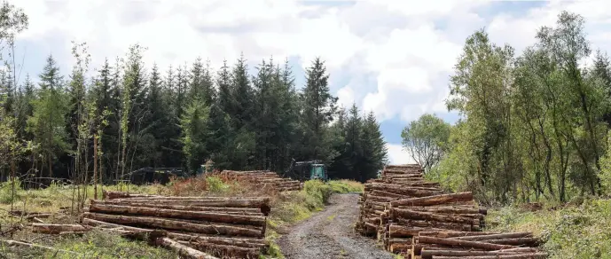  ??  ?? Sitka Spruce being harvested. Opponents say too much of the species is being planted in rural areas to the detriment of local communitie­s.