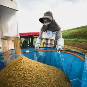  ?? — AFP ?? Work must go on: Ogura loading harvested rice in Kazo.