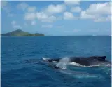  ??  ?? From top: Marae Arahurahu, Tahiti, a restored ancient temple site, was a fascinatin­g stop. The author comes up for air while snorkeling in Vaiare Bay, Moorea. A vendor sells flower crowns on a Moorea roadside. A whale and her calf escort Nanami near Bora Bora.