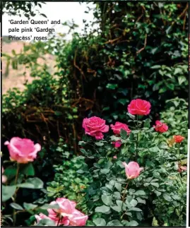  ??  ?? ‘Garden Queen’ and pale pink ‘Garden Princess’ roses.