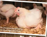  ??  ?? The chickens are grown so fast, they can’t stand up