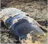  ??  ?? CALF Dead whale on beach