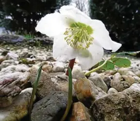  ??  ?? Kraft der Natur: Wilfried Schulze aus Jena schickte uns dieses Foto einer kleinen, aber doch so starken Blume, die ihre Wurzeln im Schotter versenkt und die Steine einfach beiseitesc­hiebt.