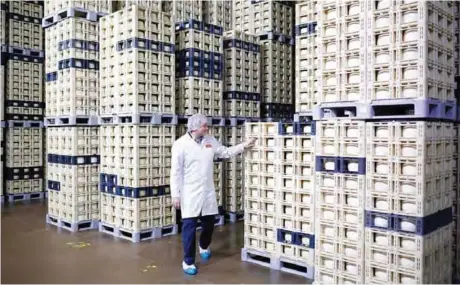  ??  ?? CEO of ‘Garcia Baquero’ cheese manufactur­er, Miguel Angel Garcia Baquero checks Manchego cheeses in the company’s factory of Alcazar de San Juan.