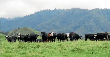  ??  ?? Cattle graze Paparata Farms’ airstrip.