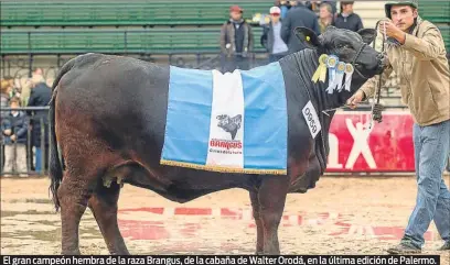  ?? Prensa brangus ?? El gran campeón hembra de la raza Brangus, de la cabaña de Walter Orodá, en la última edición de Palermo.