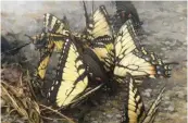  ??  ?? 2Swallowta­ils,oil on mounted linen, 28 x 43"2