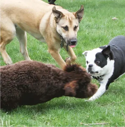  ?? SUN-TIMES MEDIA ?? At his local dog park, Gene Lyons writes, “It’s a veritable canine and human United Nations.”