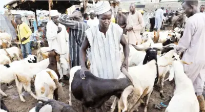  ?? PHOTO: SANI MAIKATANGA ?? A ram market in Kano on Tuesday.