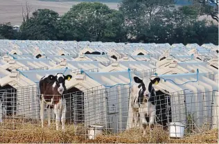  ??  ?? Mass production: Calves housed in white crates on a British farm