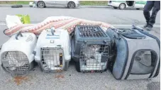  ?? FOTO: VETERINÄRA­MT ?? Sieben Katzen und zwei Hunde sind bei der Zollkontro­lle an der A81 beschlagna­hmt worden.
