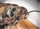  ?? PROVIDED BY RIC BESSIN/ UNIVERSITY OF KENTUCKY ENTOMOLOGY ?? A detail shot of the female cicada killer wasp.
