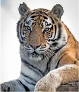  ?? FW ARCHIVE ?? There are concerns about the well- being of tigers being held in captivity in South Africa.