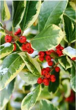  ??  ?? Crab apples are colourfull­y festive, added to an outdoor wreath (opposite). This page: female holly, Ilex xaltaclare­nsis ‘Golden King’; sprigs of pine and mistletoe last well, arranged simply in a vase