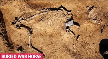  ?? ?? BURIED WAR HORSE
Uncovered: Archaeolog­ists also found the skeleton of a horse used in the battle