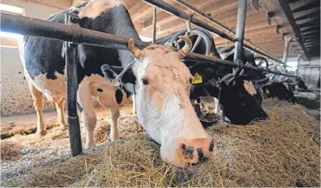  ?? FOTO: DPA ?? Angebunden­e Kühe in einem Stall nahe Freiburg: Laufställe statt Anbindehal­tung ist das allseits erklärte Ziel. Doch Zeitplan und Weg dahin sind umstritten.