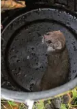  ?? Foto: Andreas Lode ?? Pentti Buchwald hat das Mauswiesel in einem Eimer gefangen und auf dem Spielplatz ausgesetzt.