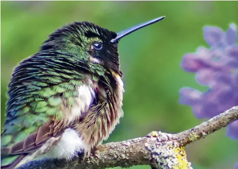  ??  ?? This is one of Patti’s favourite hummingbir­d pics.