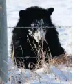  ?? ROB EVANS ?? A young black bear nicknamed Russell, believed to be injured, spurred calls to allow rehabilita­tion of orphaned animals.