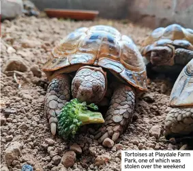  ?? ?? Tortoises at Playdale Farm Park, one of which was stolen over the weekend