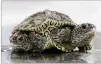  ?? CAPE COD TIMES VIA AP STEVE HEASLIP/ ?? A two-headed diamondbac­k terrapin is weighed at the Birdsey Cape Wildlife Center in Barnstable, Mass.