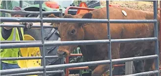  ?? SETH SLABAUGH, THE STAR PRESS ?? One of the cows that survived the livestock truck crash at I- 69 and Ind. 332 is rescued.