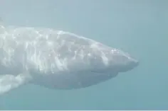  ??  ?? 0 Basking sharks, the second largest fish in the world, are often seen in Scottish waters