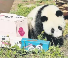  ??  ?? Fu Ban approaches parcels containing food on its first birthday at Schoenbrun­n Zoo in Vienna. — Reuters photo