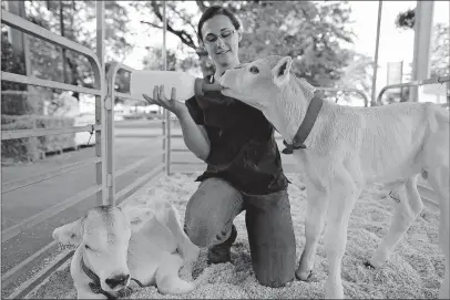  ?? [KYLE ROBERTSON/DISPATCH PHOTOS] ?? Marina Sweet feeds Buckeye, a twin Brown Swiss calf, while Brutus lays next to her at the Ohio Veterinary Medical Associatio­n barn.