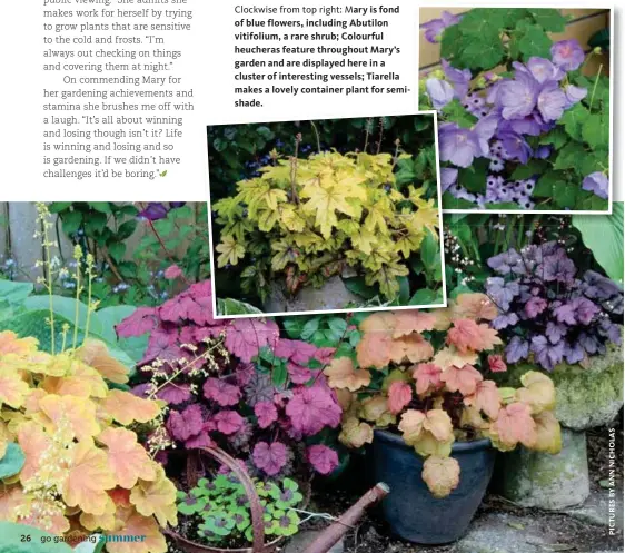  ??  ?? Clockwise from top right: Mary is fond of blue flowers, including Abutilon vitifolium, a rare shrub; Colourful heucheras feature throughout Mary’s garden and are displayed here in a cluster of interestin­g vessels; Tiarella makes a lovely container plant for semishade.