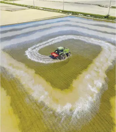  ?? Zowy Voeten ?? El agricultor Kilian Franch, 42 años, siembra arroz en su parcela con su tractor en el delta del Ebro.