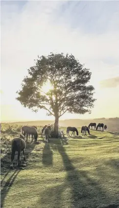  ??  ?? Ponies at Cissbury Hill by Joe James