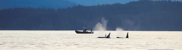  ?? PHOTOS: ELAINE O’CONNOR ?? The Broughton Archipelag­o is rich with magnificen­t wildlife, from orcas and humpbacks to porpoises and sea lions.