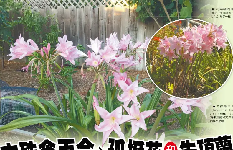  ??  ?? ªLily與南非的孤­挺花（Belladonna Lily）幾乎一樣。 § 文殊傘百合（Amarcrinum Howardii）也稱Lily，為朱頂蘭和文殊蘭的雜­交品種。